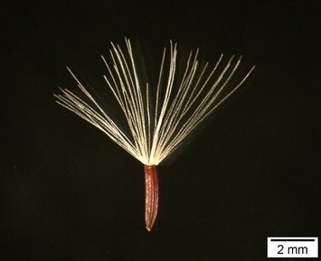 Vorschaubild Glattes Habichtskraut